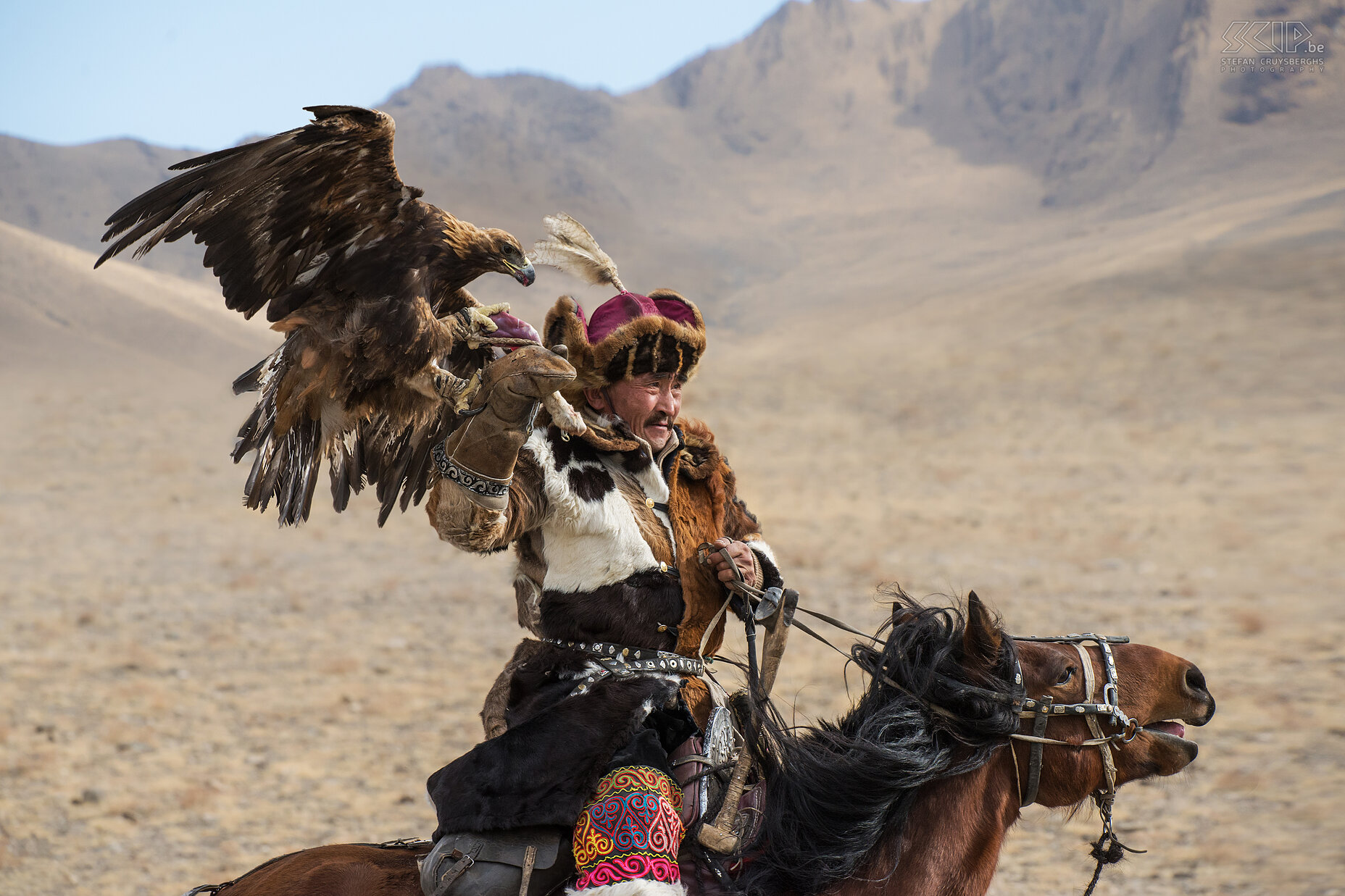 Ulgii - Golden Eagle Festival Een van de oudere en bekende Kazakse arendjagers tijdens de eerste wedstrijd. De snelste arenden hebben maar 14 seconden nodig om te prooi te pakken te krijgen. Stefan Cruysberghs